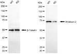 MFN2 Antibody in Western Blot (WB)
