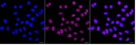 Menin Recombinant Rabbit Monoclonal Antibody (25GB2590)