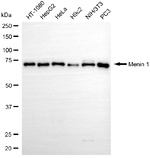 Menin Antibody in Western Blot (WB)