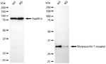 MC1R Antibody in Western Blot (WB)