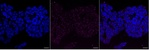 LSM1 Monoclonal Antibody (25GB5190)