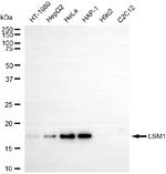 LSM1 Antibody in Western Blot (WB)