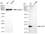 LSM1 Antibody in Western Blot (WB)