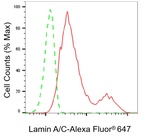 Lamin A/C Antibody in Flow Cytometry (Flow)
