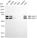 Lamin A/C Antibody in Western Blot (WB)