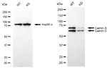 Lamin A/C Antibody in Western Blot (WB)