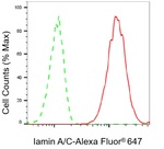 Lamin A/C Antibody in Flow Cytometry (Flow)