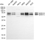 Lamin A/C Antibody in Western Blot (WB)