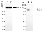 Lamin A/C Antibody in Western Blot (WB)