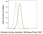 KIF1B Antibody in Flow Cytometry (Flow)