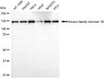 KIF1B Antibody in Western Blot (WB)