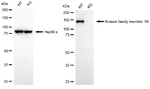 KIF1B Antibody in Western Blot (WB)