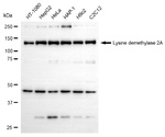 KDM2A Antibody in Western Blot (WB)