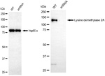 KDM2A Antibody in Western Blot (WB)