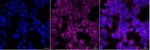 KATNAL1 Monoclonal Antibody (25GB5140)