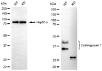 Dystroglycan Antibody in Western Blot (WB)