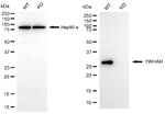 14-3-3 eta Antibody in Western Blot (WB)