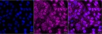 SMN1 Recombinant Rabbit Monoclonal Antibody (25GB1840)