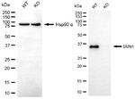 SMN1 Antibody in Western Blot (WB)