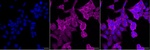SMN1 Recombinant Rabbit Monoclonal Antibody (25GB2680)