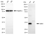 SMN1 Antibody in Western Blot (WB)
