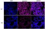 SMARCD1 Recombinant Rabbit Monoclonal Antibody (25GB4745)