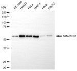 SMARCD1 Antibody in Western Blot (WB)