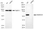 SMARCD1 Antibody in Western Blot (WB)