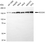 ROCK1 Antibody in Western Blot (WB)