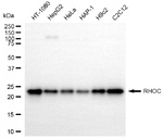 RhoC Antibody in Western Blot (WB)