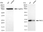 RhoC Antibody in Western Blot (WB)