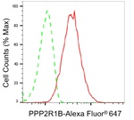 PPP2R1B Antibody in Flow Cytometry (Flow)