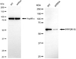 PPP2R1B Antibody in Western Blot (WB)