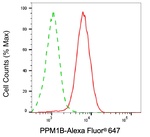 PPM1B Antibody in Flow Cytometry (Flow)