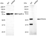 PPM1B Antibody in Western Blot (WB)