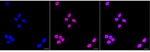 PMS2 Recombinant Rabbit Monoclonal Antibody (25GB3205)
