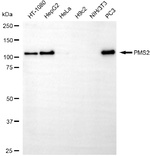 PMS2 Antibody in Western Blot (WB)