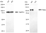 PMS2 Antibody in Western Blot (WB)