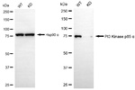 PI3K p85 alpha Antibody in Western Blot (WB)