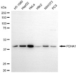 PDHA1 Antibody in Western Blot (WB)