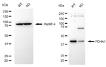 PDHA1 Antibody in Western Blot (WB)