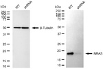 N-Ras Antibody in Western Blot (WB)