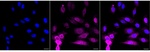NFkB p52/p100 Recombinant Rabbit Monoclonal Antibody (25GB2990)