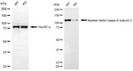 NFkB p52/p100 Antibody in Western Blot (WB)