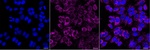NDUFS1 Recombinant Rabbit Monoclonal Antibody (25GB240)