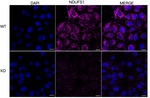 NDUFS1 Antibody in Immunocytochemistry (ICC/IF)