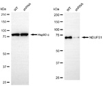 NDUFS1 Antibody in Western Blot (WB)
