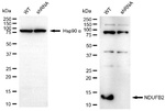 NDUFB2 Antibody in Western Blot (WB)