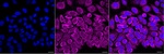 NDUFB11 Monoclonal Antibody (24GB13330)