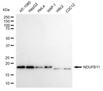 NDUFB11 Antibody in Western Blot (WB)